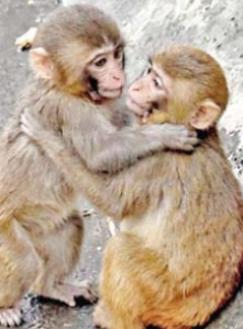 बेबी पंचला मिळाली गर्लफ्रेंड